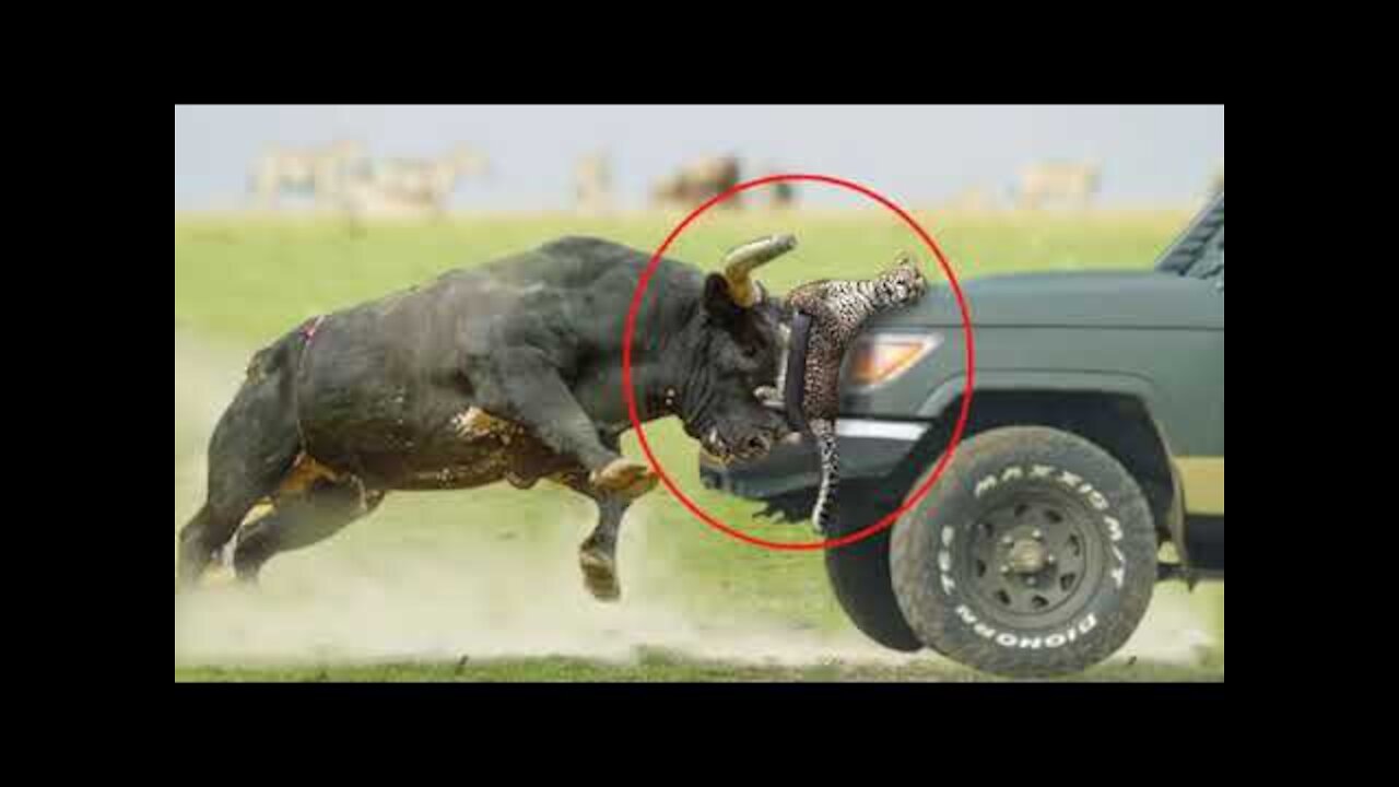Leopard vs Buffalo : First Time Ever Buffalo Hunt A Leopard