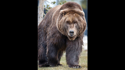 This biker got chased by a WILD GRIZZLY BEAR😱..