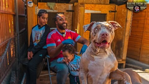 Introducing Egar 410 Kennels and Their Incredible Pack of XL American Bullys | Bully's From UK