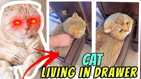 Cat living in the drawer 😂 || Funny animal videos 😂 || Cute animal videos ❤️ || Funny dog&cat videos || Hilarious pet videos || funny video