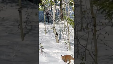 Baby fox pup in the snow 🦊