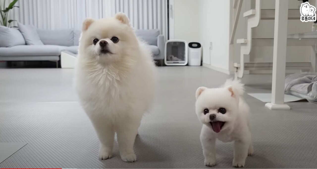 The absurd and absurd reason the dog trembles.