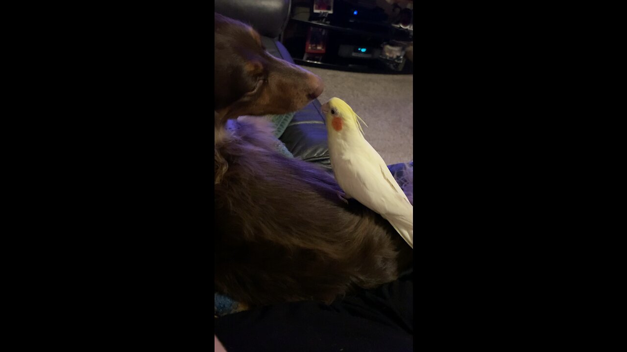 Chuckles the Cockatiel