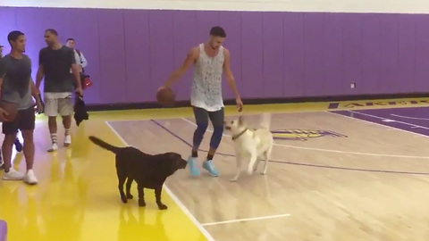 Klay Thompson Goes 1-on-2 vs Dogs