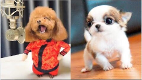 Cute Puppies & Cute Funny and Smart Dogs