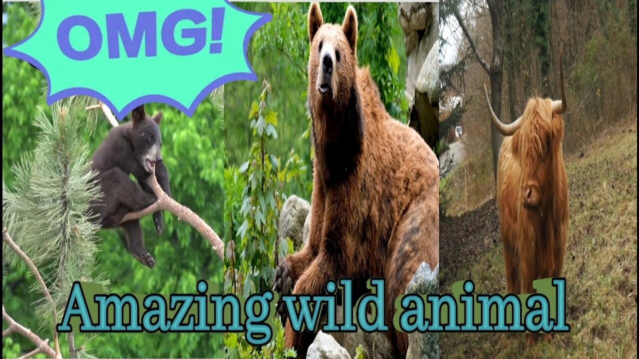 Amazing Wild animal collection top animal #animalchannel#shorts #wildlife#wildanimal #animalmeeting