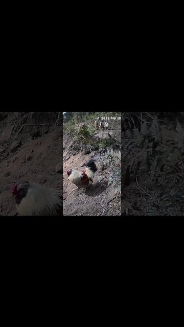 The secret lives of chickens