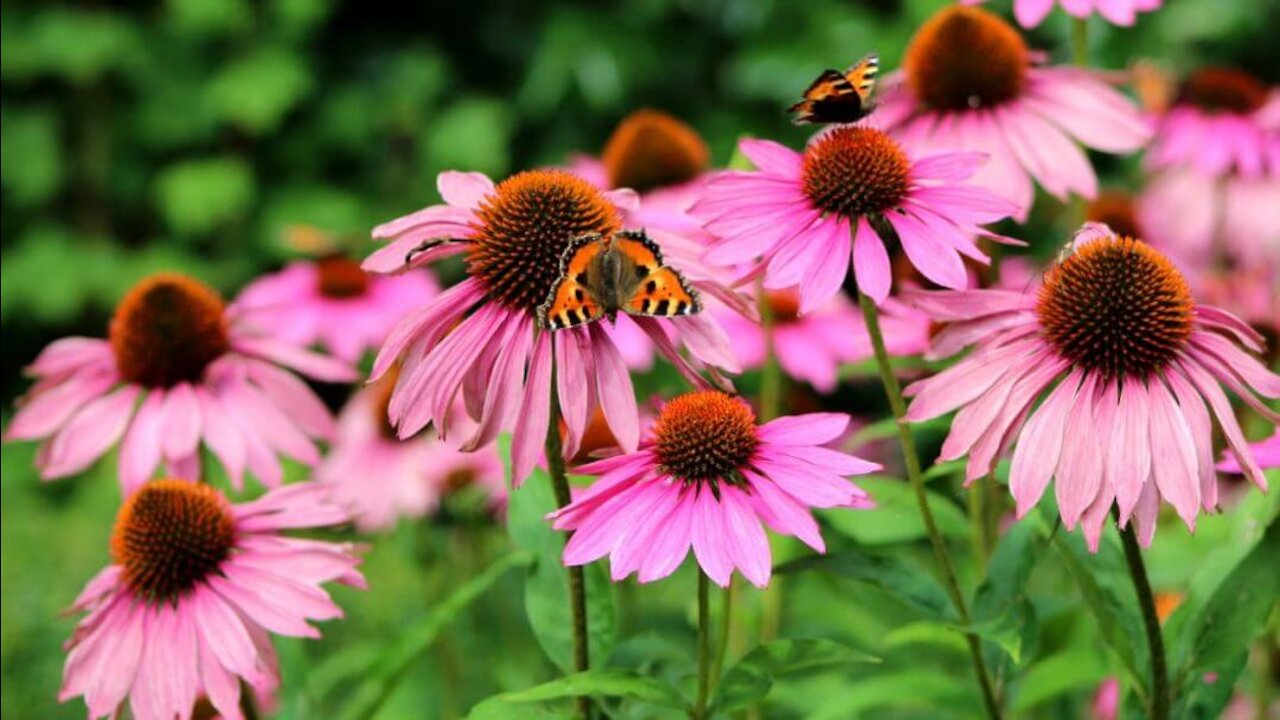 The Health Benefits of Echinacea.