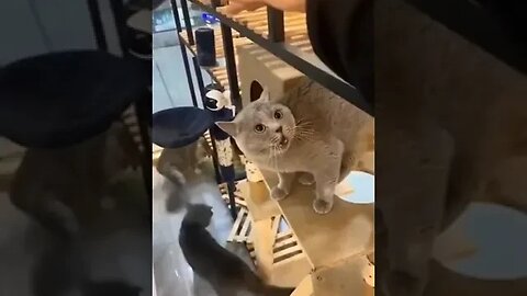 #funny #cat #voice #shorts #shortvideo #trending#animals