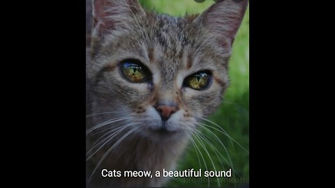 Funny cats || cats and kittens meowing compilation