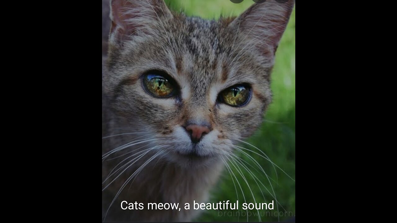 Funny cats || cats and kittens meowing compilation