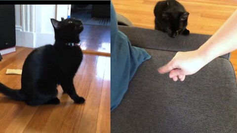 Training cat to follow and sit