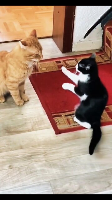 Cat vs cat Fantastic funny 🤣 #short #shortvideo