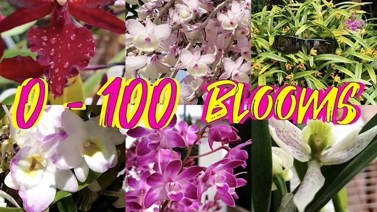 🤩Top 10 Vigorous Orchids that Bloom 100s of Blooms!! 😍 Easy Abundant Blooming Orchids #ninjaorchids