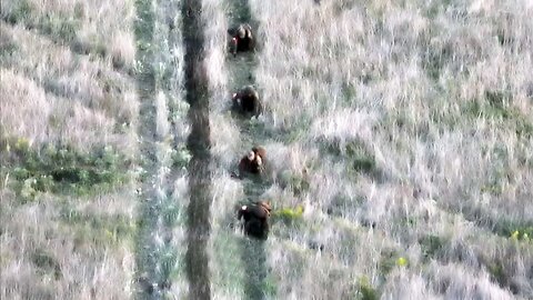 Incredibly beautiful footage of the destruction of Russian fascists