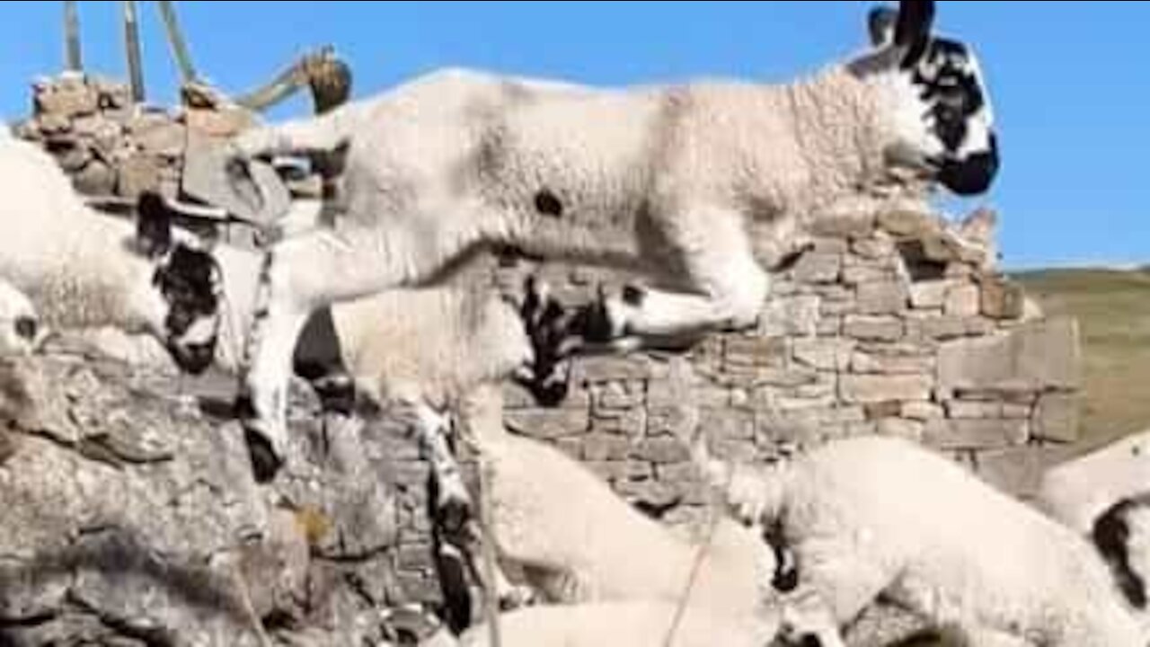 Adorable lambs jump over wall in slow-motion