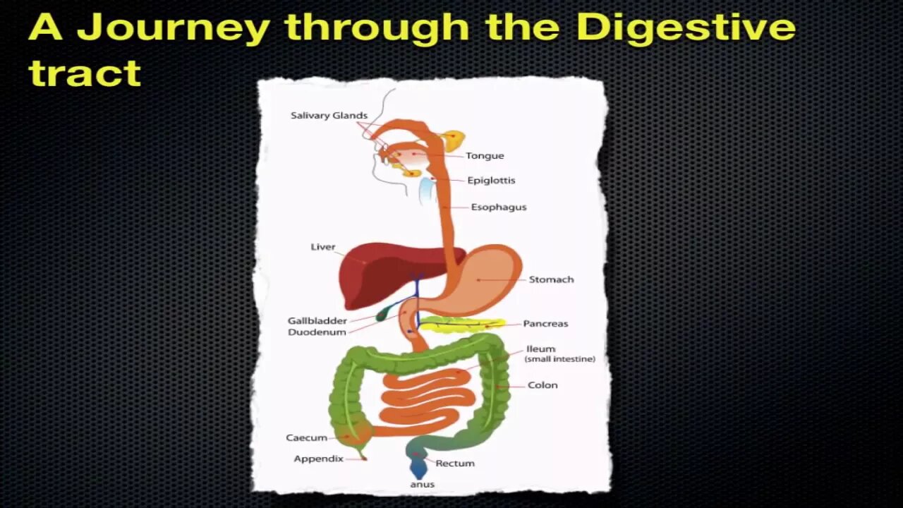 Following Digestion of a Meal - Section 35.1