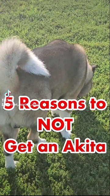 5 Reasons to NOT Get an Akita Dog!