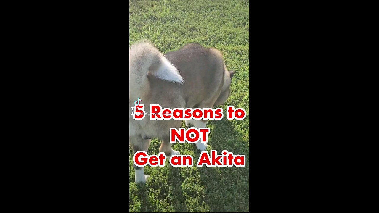 5 Reasons to NOT Get an Akita Dog!