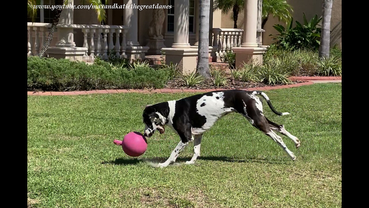 Galloping Great Dane Loves Playing With His Jolly Ball Horse Toy