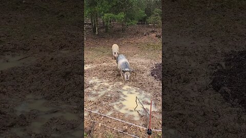 Pigs Running for Breakfast @UncleTimsFarm #kärnəvór