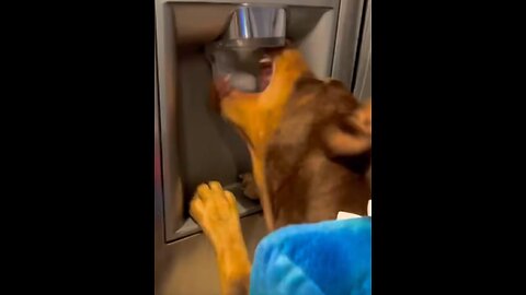 Why My Dog Love Ice 🧊 So Much ???