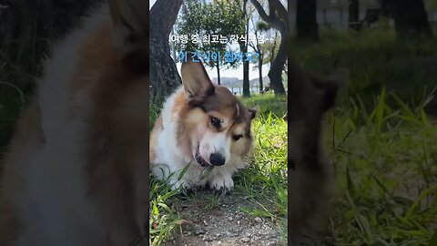 강원도 반려견 여행 중 간식타임 #강아지일상 #강아지사랑 #vlog