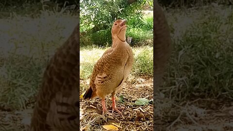 grey francolin call #greyfrancolin #sindhiteetar #teetar #call #yearofyou