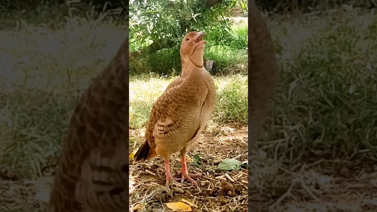 grey francolin call #greyfrancolin #sindhiteetar #teetar #call #yearofyou