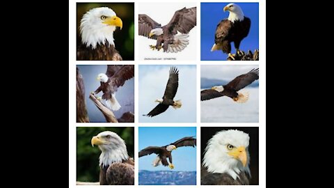 The Amazing Attitude of the Eagles