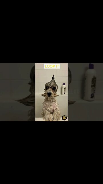 Best Crazy And Funny Animals Videos - funniest animals - best of the 2023 funny animal videos #413