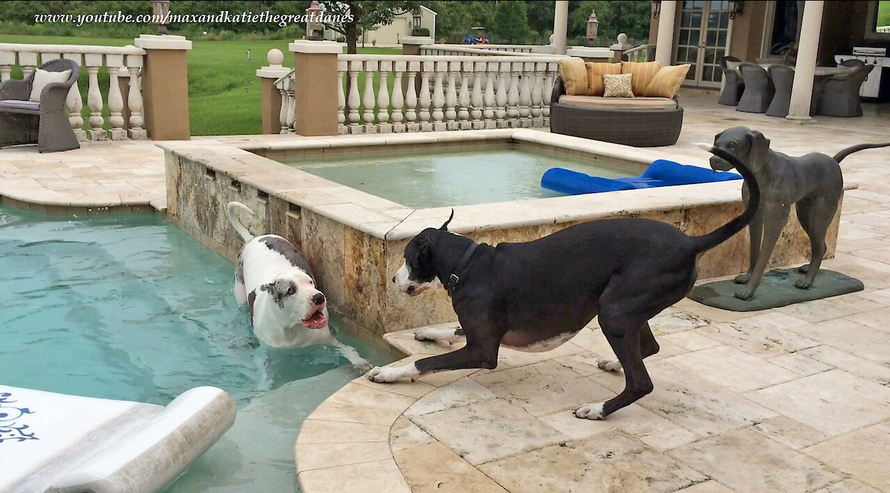 Talkative Great Danes Argue and Play By The Pool