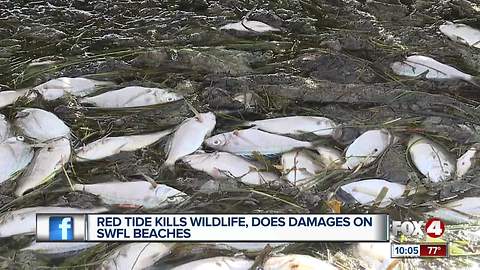 Red tide causes major fish kill