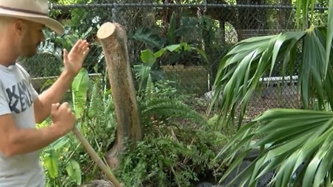 Alligators spotted eating sharks