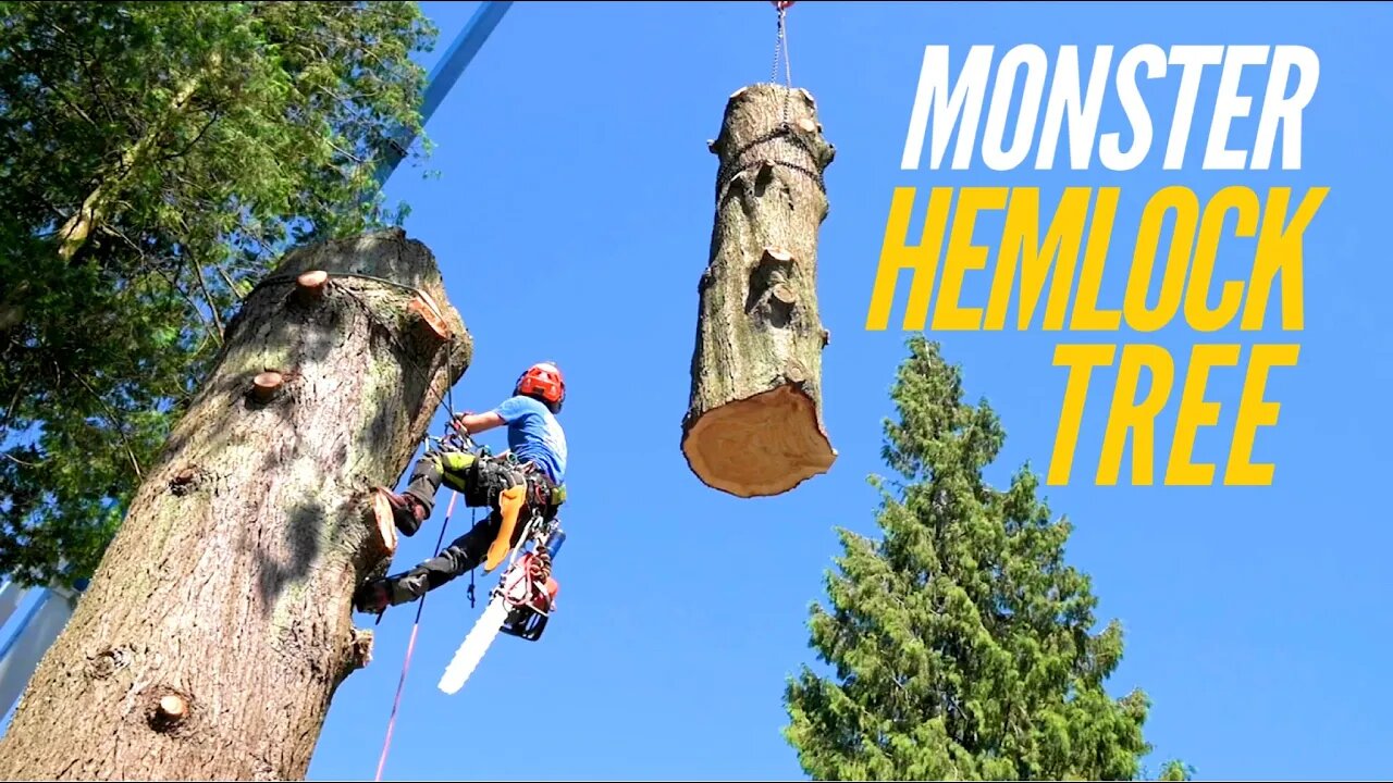 MASSIVE Hemlock tree take down with crane 120cm DBH