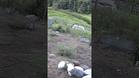 Guinea fowl keets stay as a nice tight flock