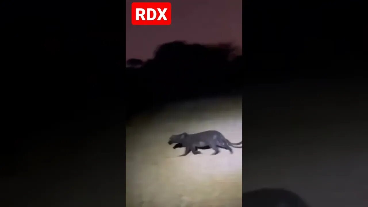 What is this ?