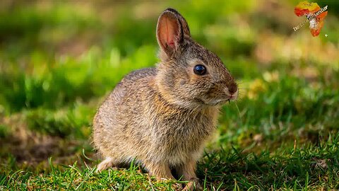 HOW TO DISTINGUISH BETWEEN A HARE AND A RABBIT