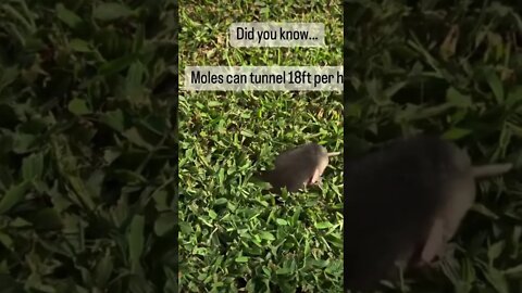 Did you know ? Cos I do not until now #didyouknow #shorts #viral #saintpee