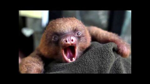 Baby Sloths Being Sloths - FUNNIEST Compilation