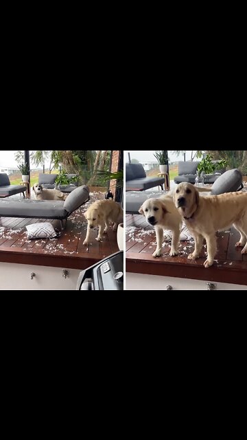 Dogs Absolutely Decimate Outdoor Furniture