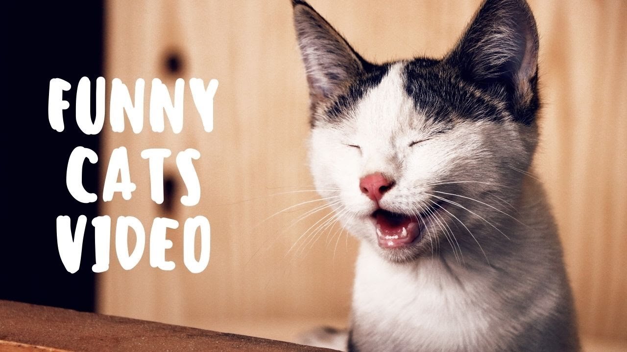 Must Watch Cats Videos 2021 Must see Best Funny Cats Video Ever