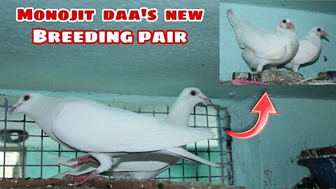 Iqbal daa's famous pairs in monojit mukharjee's pigeon loft. ❤🐦 #1