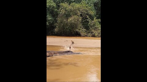 Monkeys jumping to river to cross it.