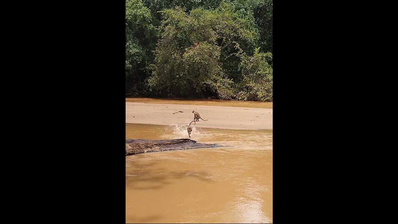 Monkeys jumping to river to cross it.