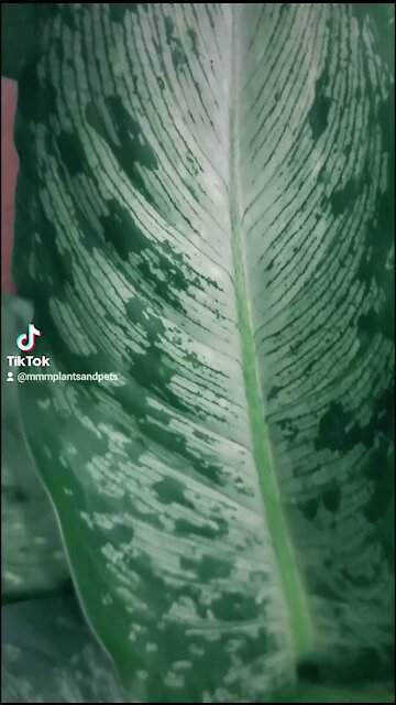 Look at this variegation! #dieffenbachia