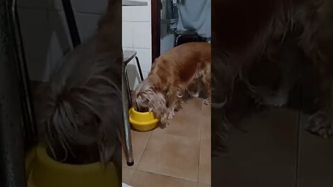 dogshow golden, shorts(2)