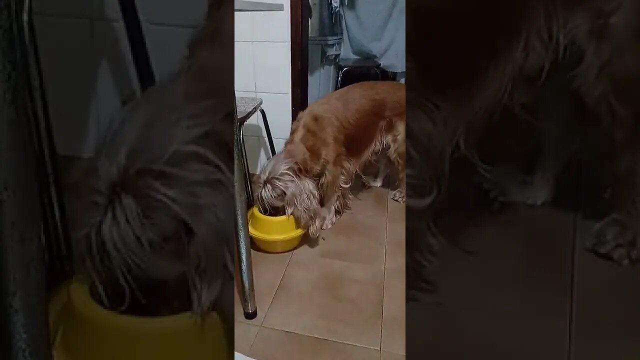 dogshow golden, shorts(2)