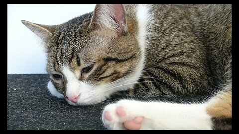 Cat Photography