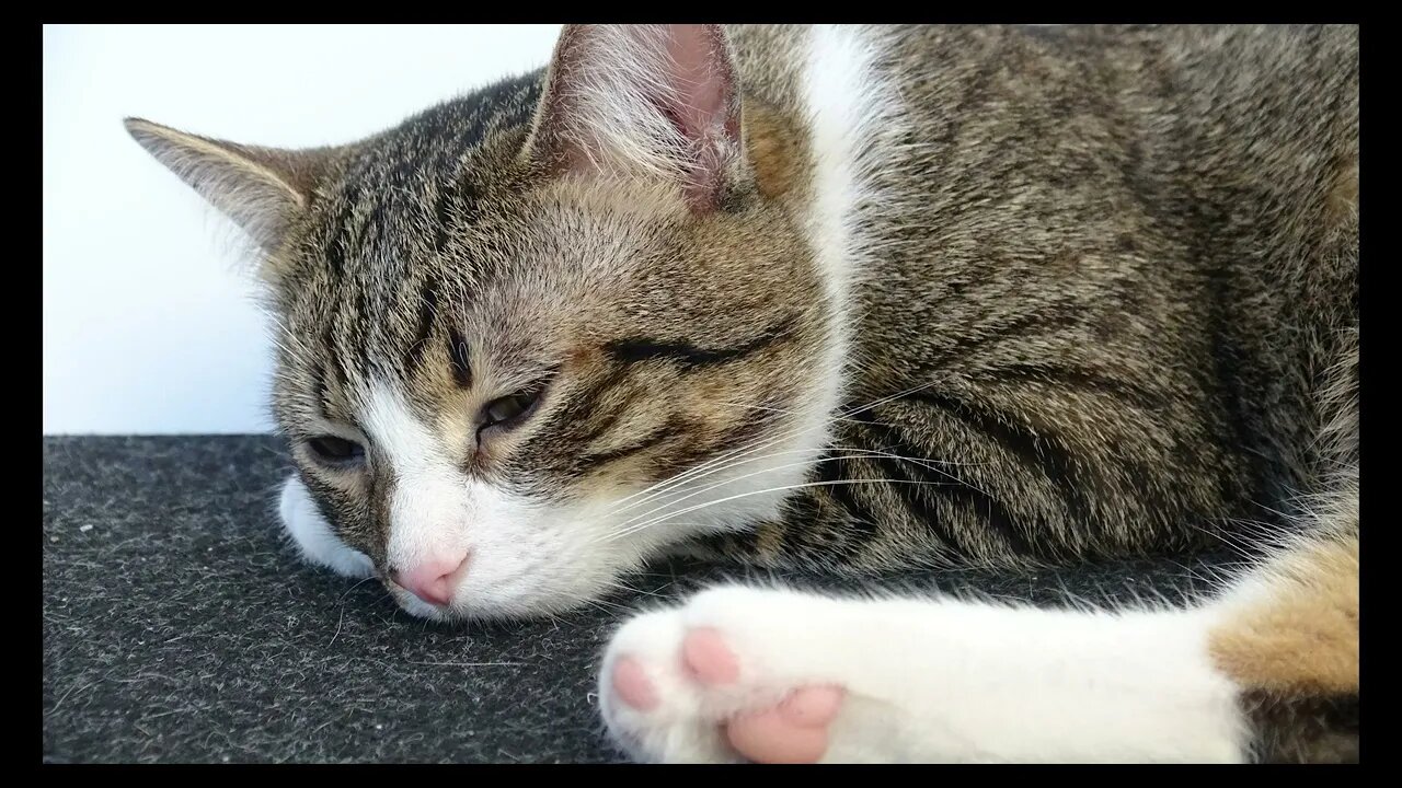 Cat Photography